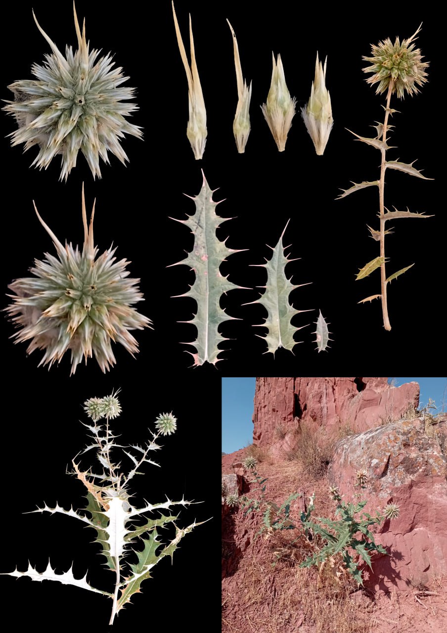 Image of genus Echinops specimen.