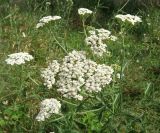 Achillea inundata