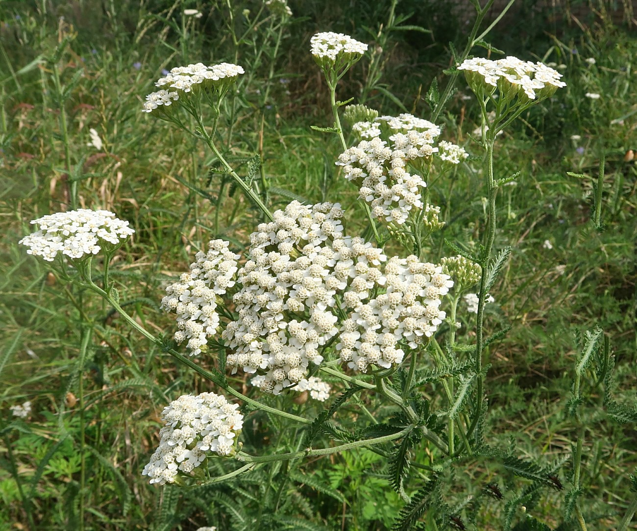 Image of Achillea inundata specimen.