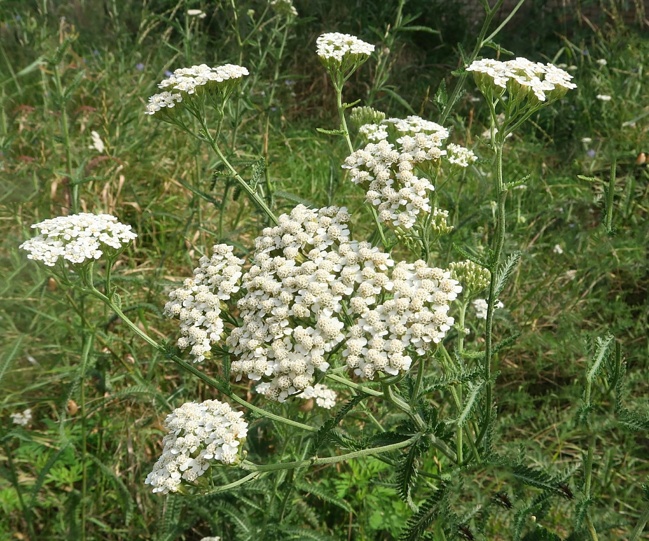 Изображение особи Achillea inundata.