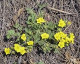 Potentilla humifusa. Цветущее растение. Пермский край, Кунгурский р-н, окр. дер. Дейково, окр. ур. Греховская гора, крутой склон. 29.04.2023.