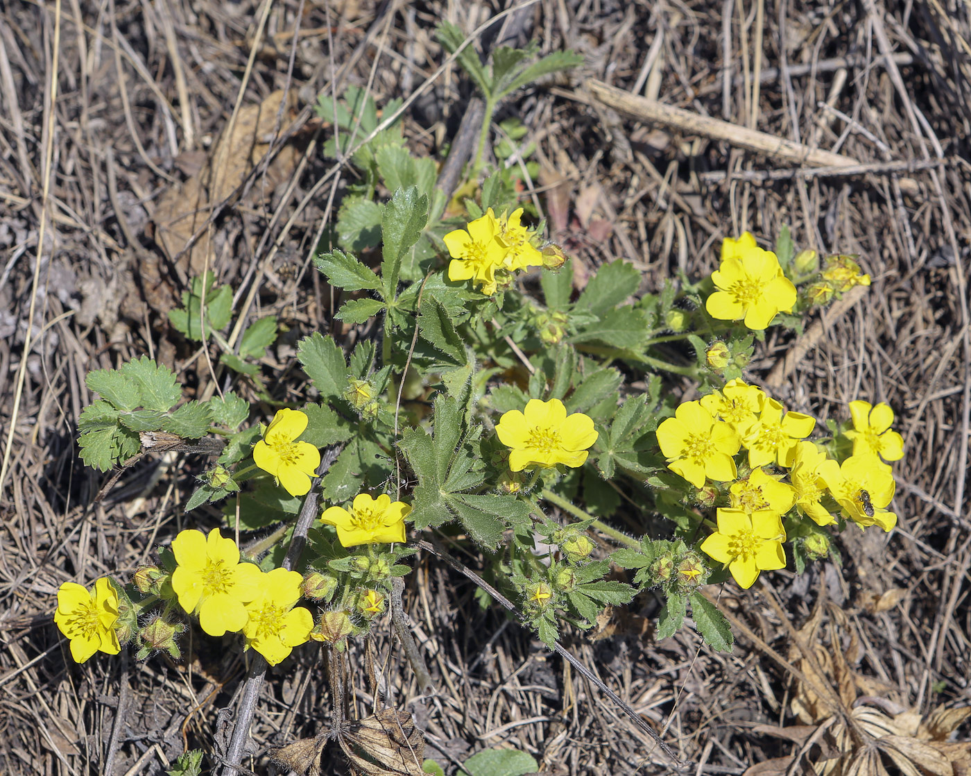 Изображение особи Potentilla humifusa.