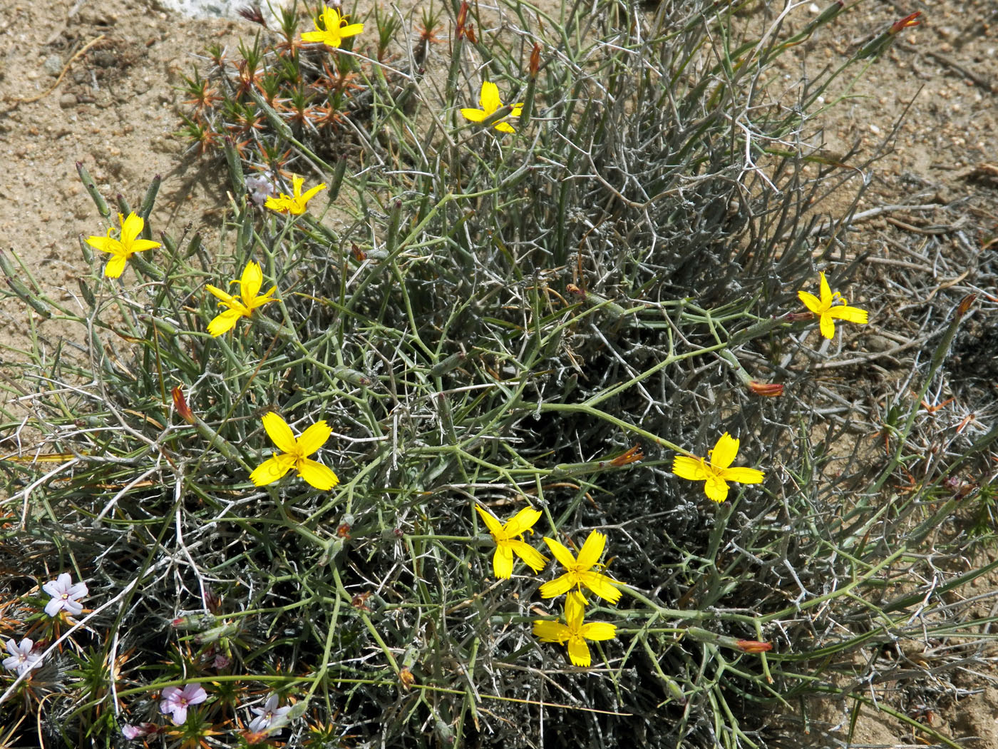 Image of Scorzonera acanthoclada specimen.
