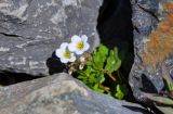 Saxifraga sibirica