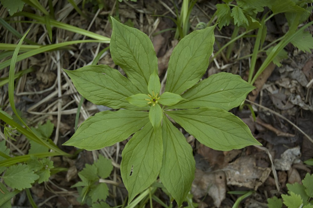 Image of Paris verticillata specimen.