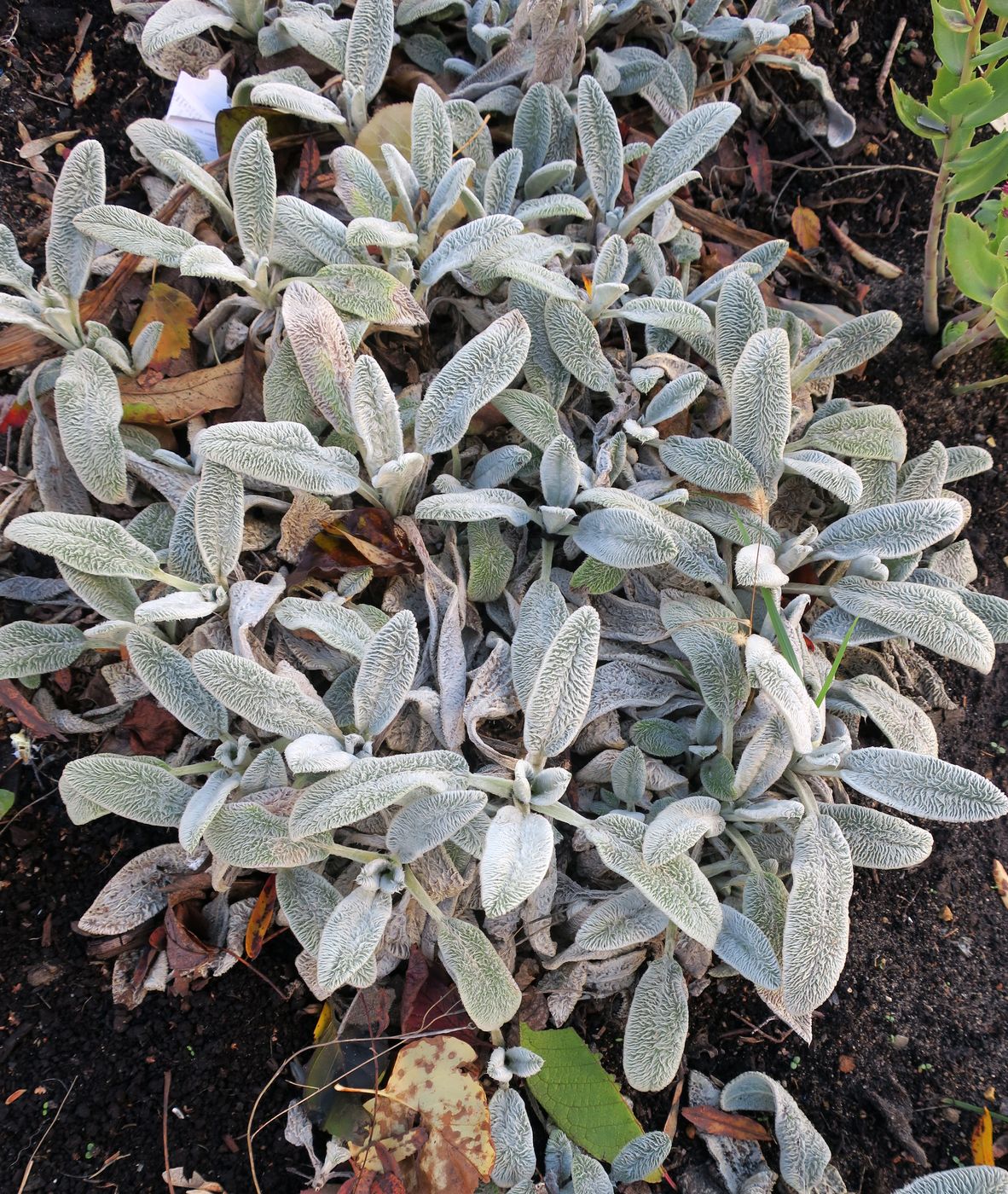 Image of Stachys byzantina specimen.