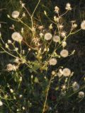 Crepis rhoeadifolia