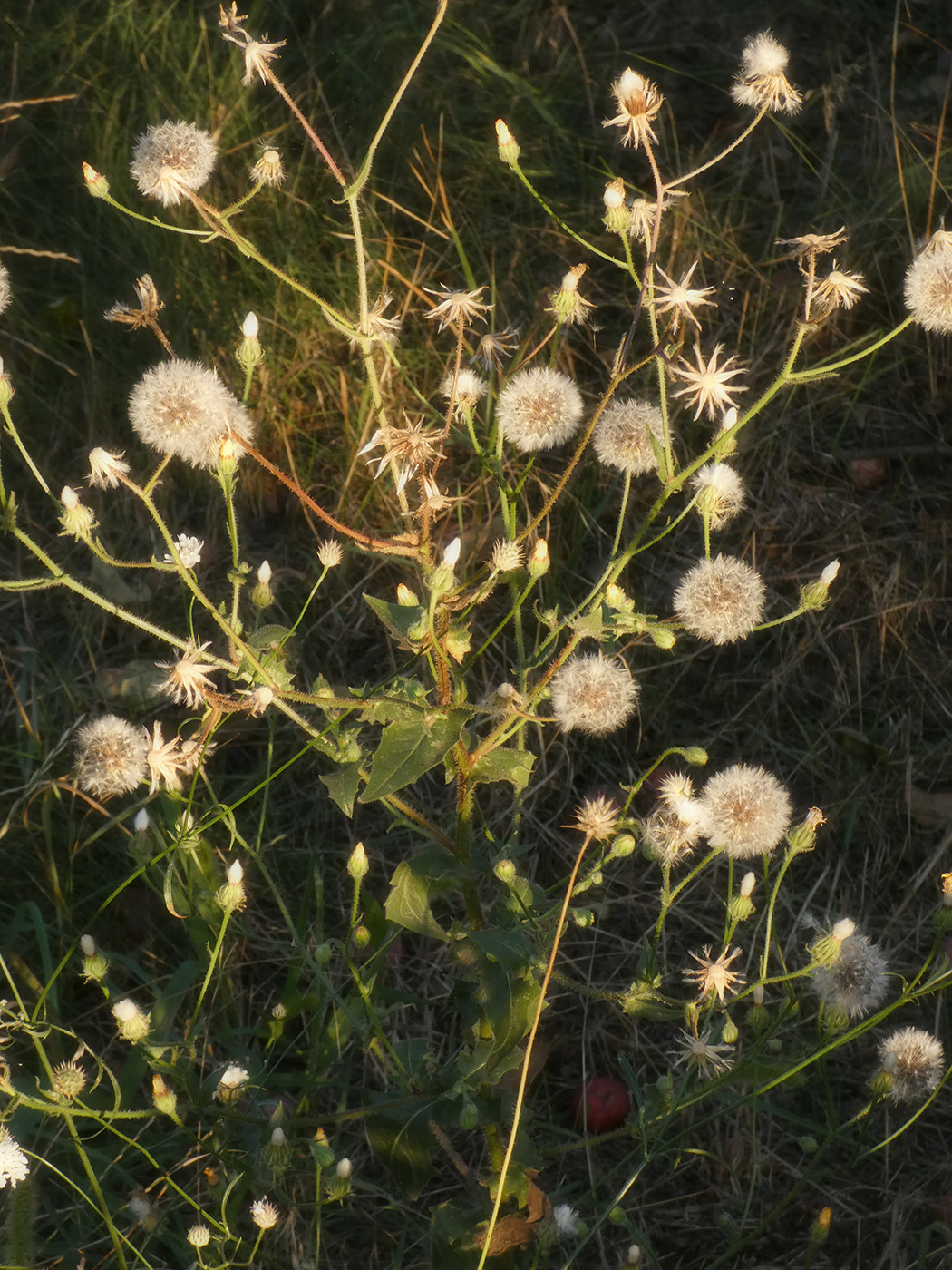 Изображение особи Crepis rhoeadifolia.