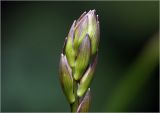 Hosta albomarginata