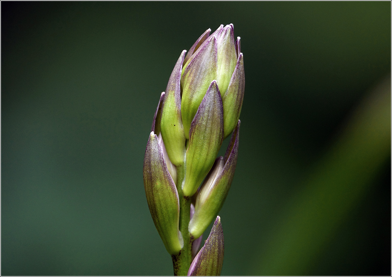 Изображение особи Hosta albomarginata.