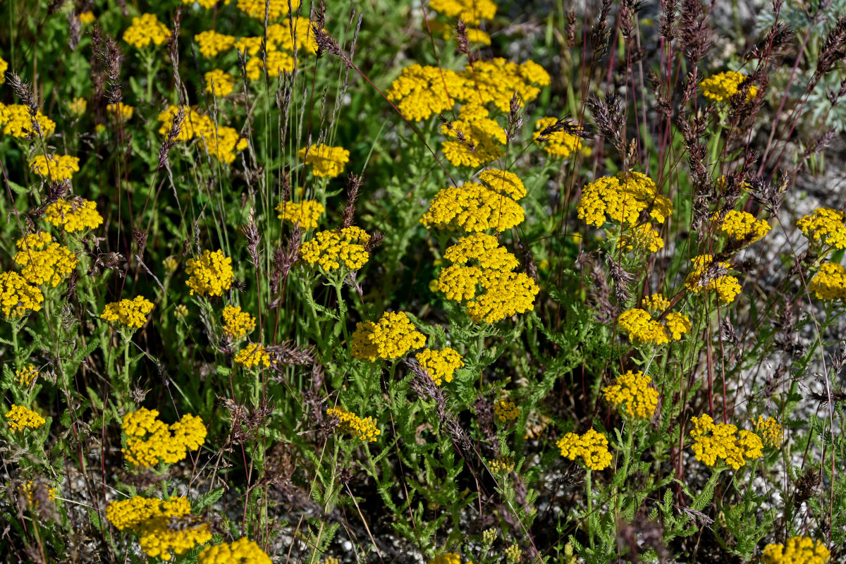 Image of Achillea arabica specimen.