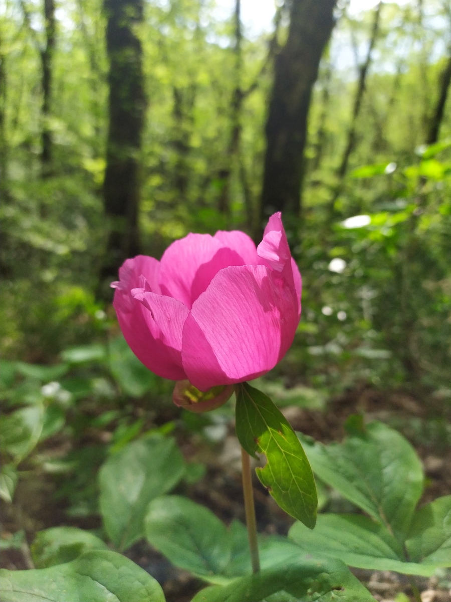 Изображение особи Paeonia caucasica.