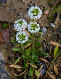 Lobularia maritima. Верхушки побегов с соцветиями. Марокко, обл. Рабат - Сале - Кенитра, г. Рабат, скалистый участок побережья. 07.01.2023.