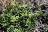 Adenonema cherleriae. Верхушки побегов с соцветиями. Хакасия, Ширинский р-н, окр. с. Ефремкино, скалы Тогыз-Аз, каменистый склон. 07.06.2022.