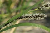 Carex acuta