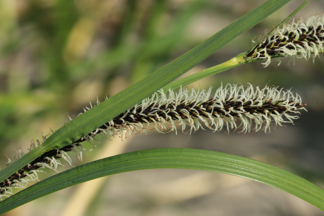 Изображение особи род Carex.