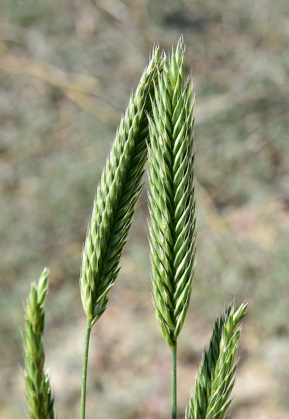 Изображение особи Agropyron desertorum.