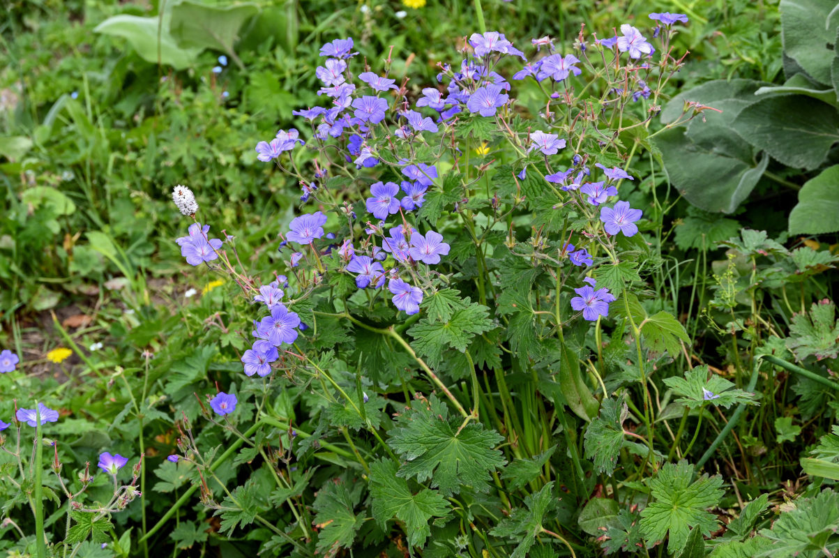 Image of Geranium ferganense specimen.