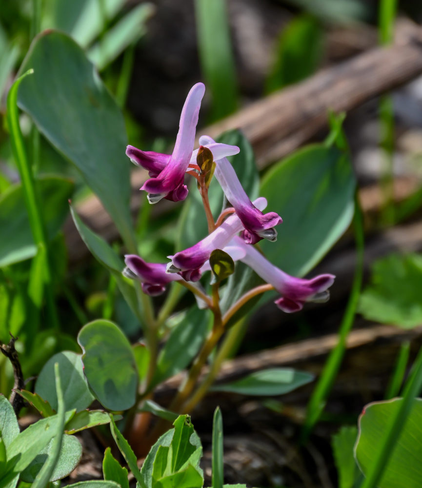 Изображение особи Corydalis ledebouriana.