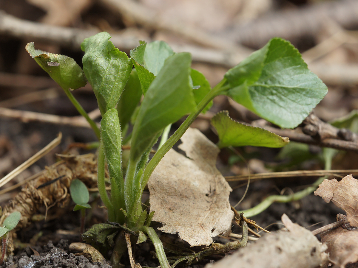 Image of genus Viola specimen.