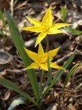 Tulipa biebersteiniana