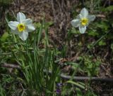 Narcissus poeticus. Верхушки цветущих растений. Пермский край, Краснокамский р-н, окр. пос. Оверята, обочина грунтовой дороги. 21.05.2024.