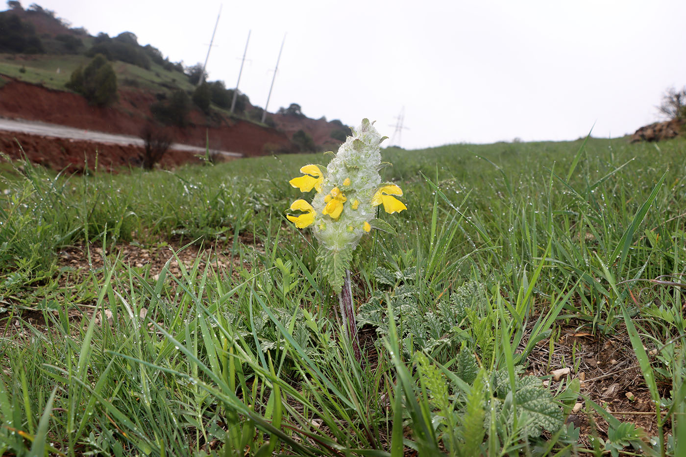 Image of Phlomoides speciosa specimen.