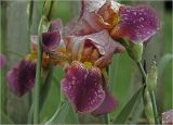 Iris × hybrida. Цветки и бутоны с каплями дождя и часть цветоноса (слева). Московская обл., Раменский р-н, окр. дер. Хрипань, садовый участок. 11.06.2024.
