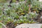 Androsace villosa