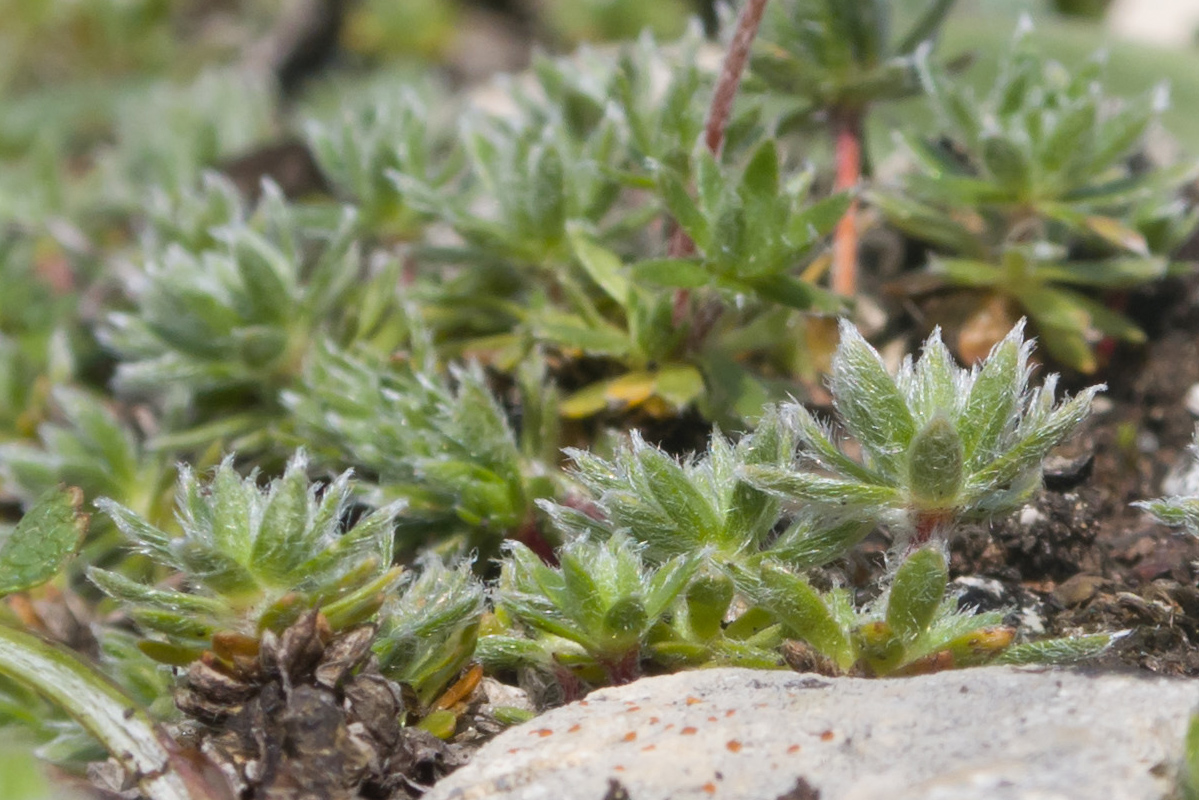 Image of Androsace villosa specimen.