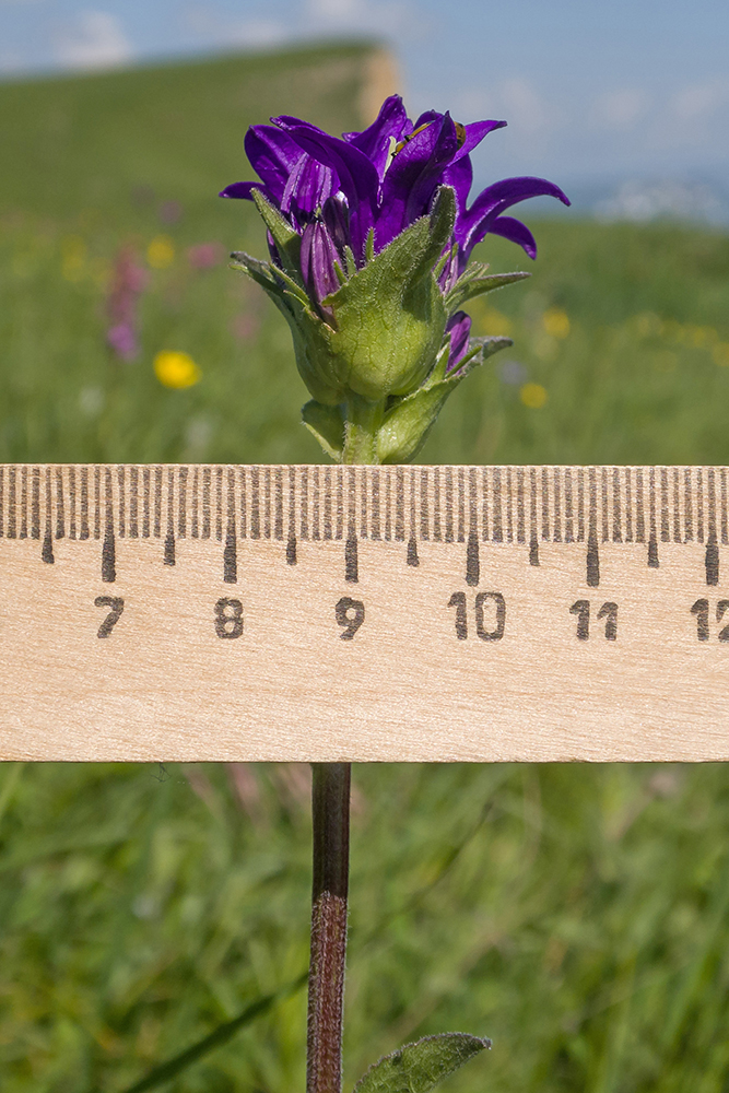 Изображение особи Campanula glomerata ssp. oblongifolioides.