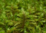 Pleurozium schreberi