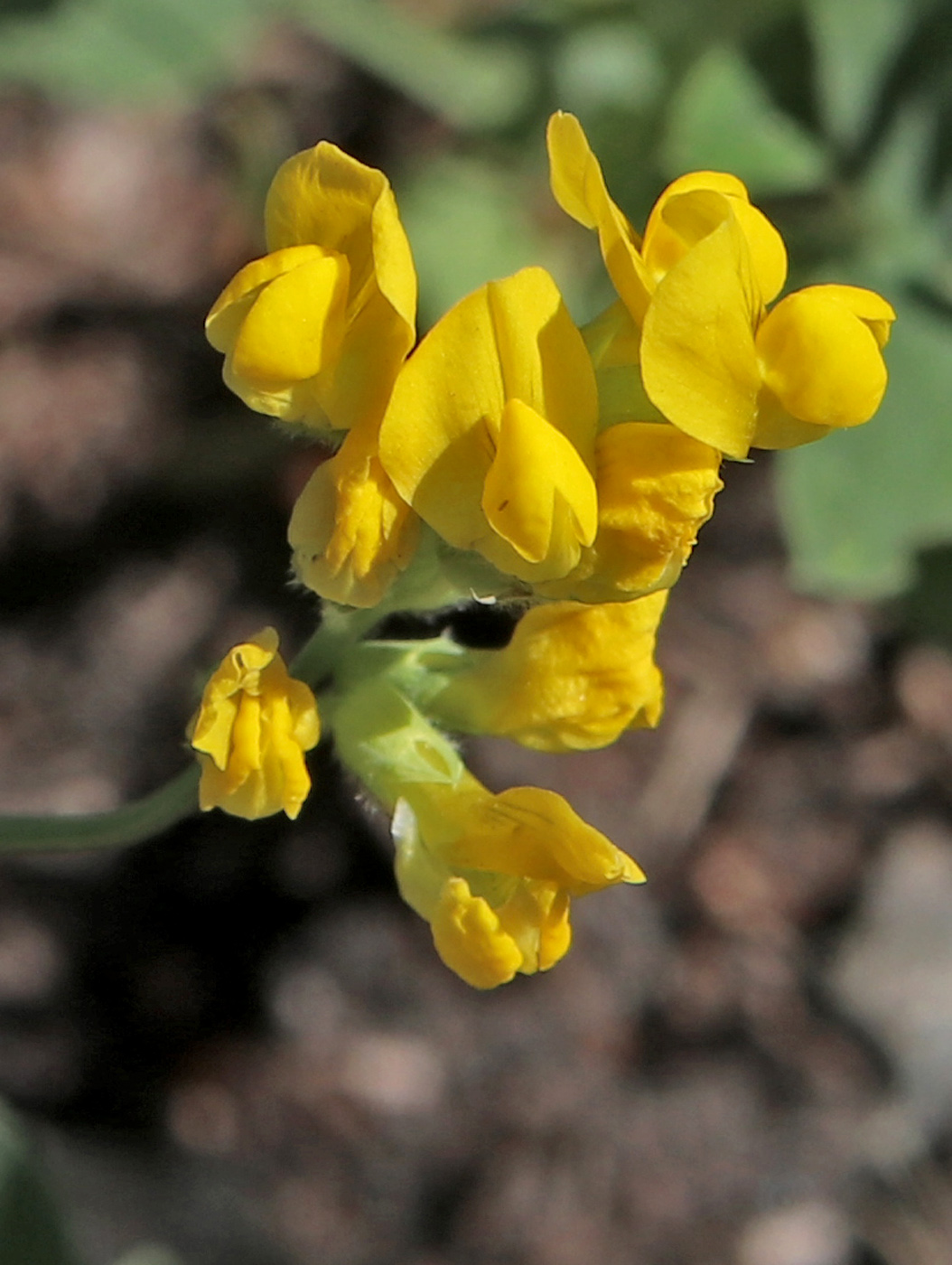 Image of Lathyrus pratensis specimen.