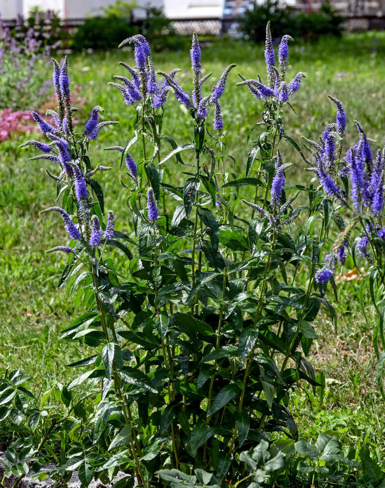 Image of Veronica longifolia specimen.