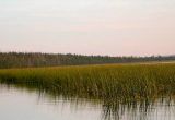род Scirpus. Заросли у берега озера. Читинская обл., 70 км С-З Читы, оз. Большой Ундугун. 9 августа 2006 г.