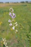 Astragalus sulcatus