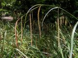 Carex pendula