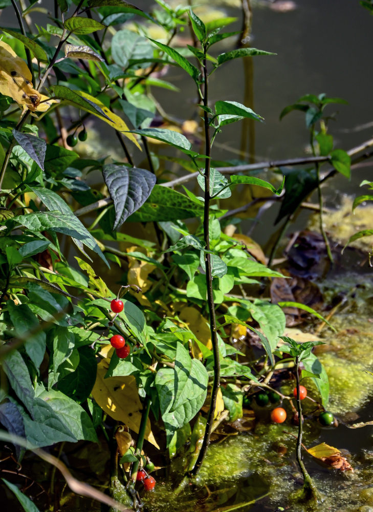 Image of Solanum dulcamara specimen.
