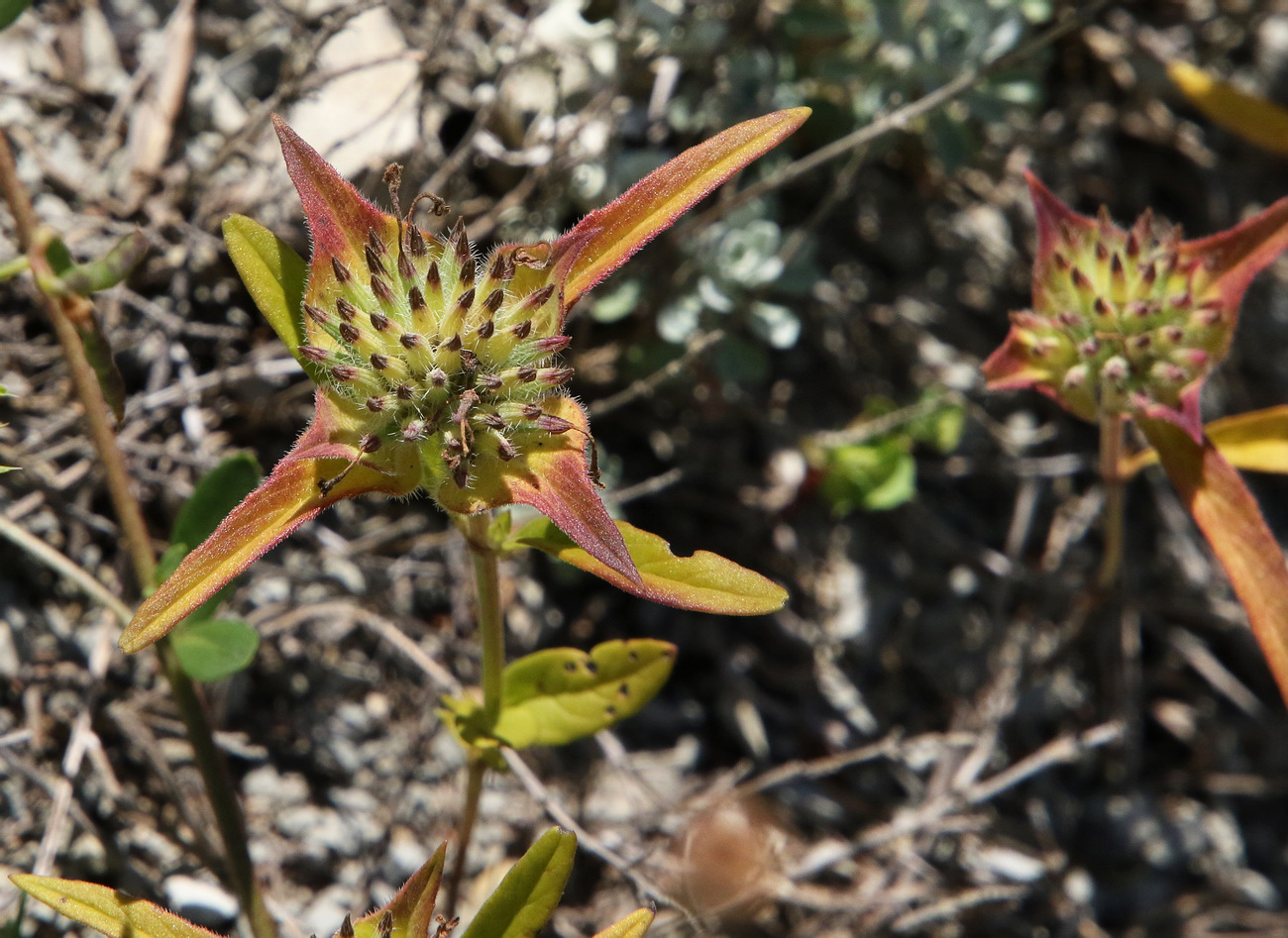 Image of Ziziphora capitata specimen.