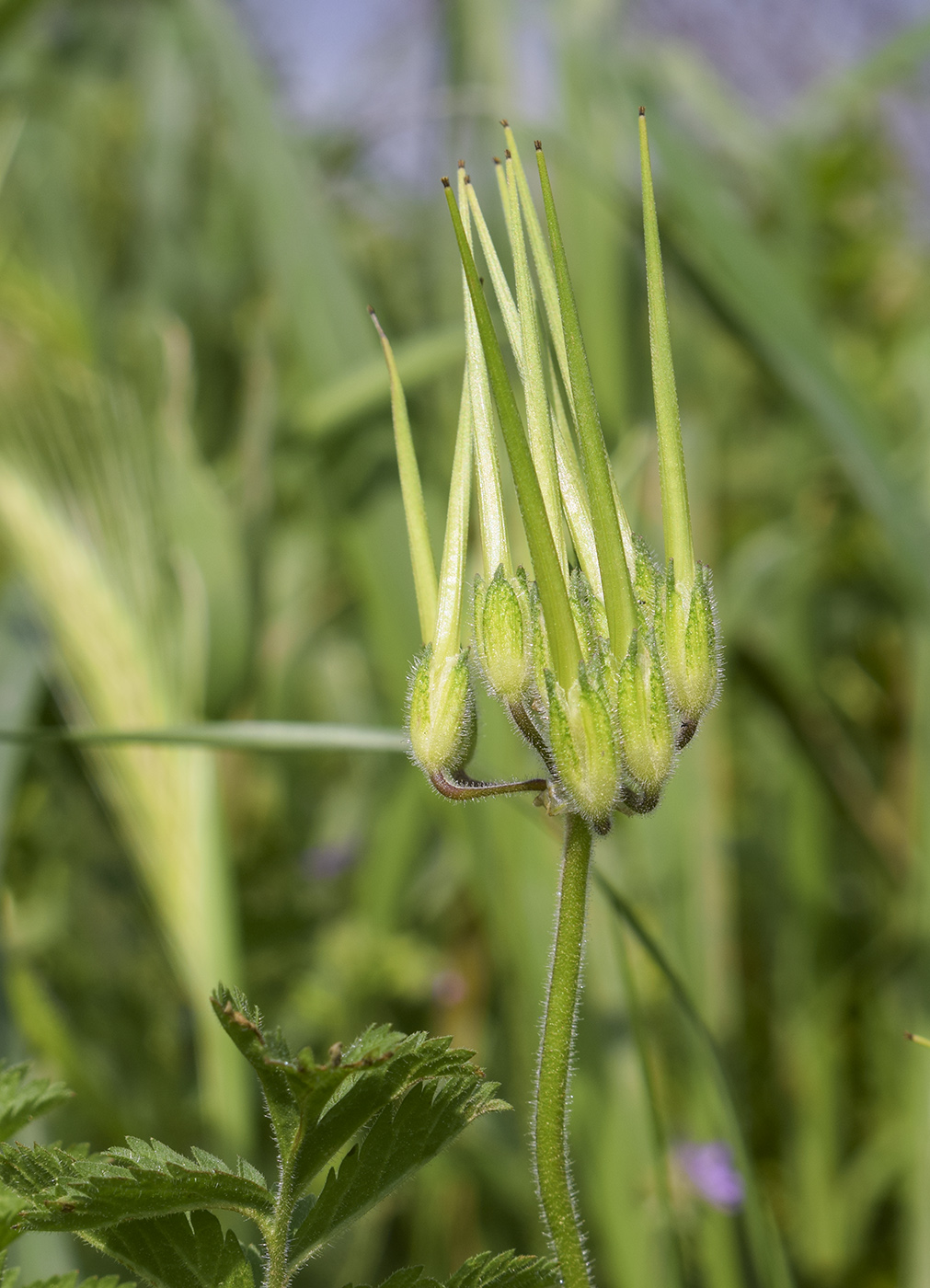 Image of Erodium moschatum specimen.