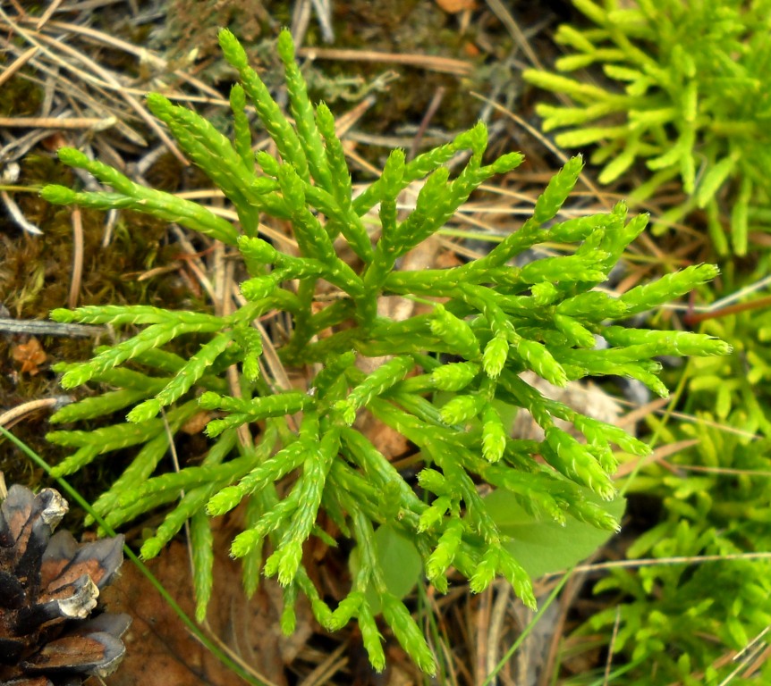 Изображение особи Diphasiastrum complanatum.