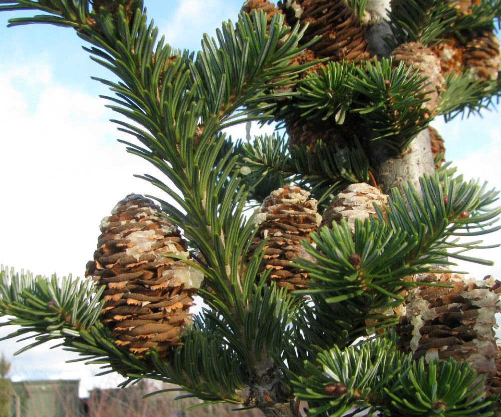 Изображение особи Abies fraseri.