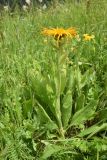 Inula orientalis. Цветущее растение. Чечня, Шаройский р-н, окр. ур. Хиндушты, опушка в верхней части леса между с. Хакмадой и хутором Хочелдой. 3 июля 2024 г.