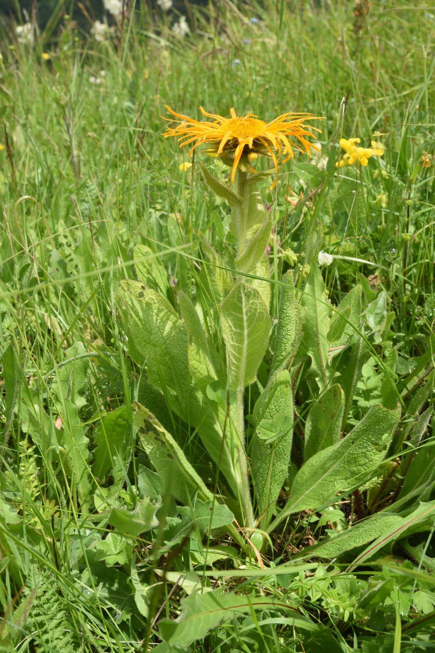 Image of Inula orientalis specimen.