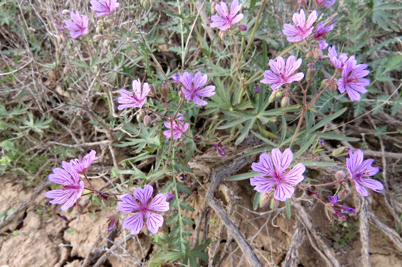 Изображение особи Geranium transversale.