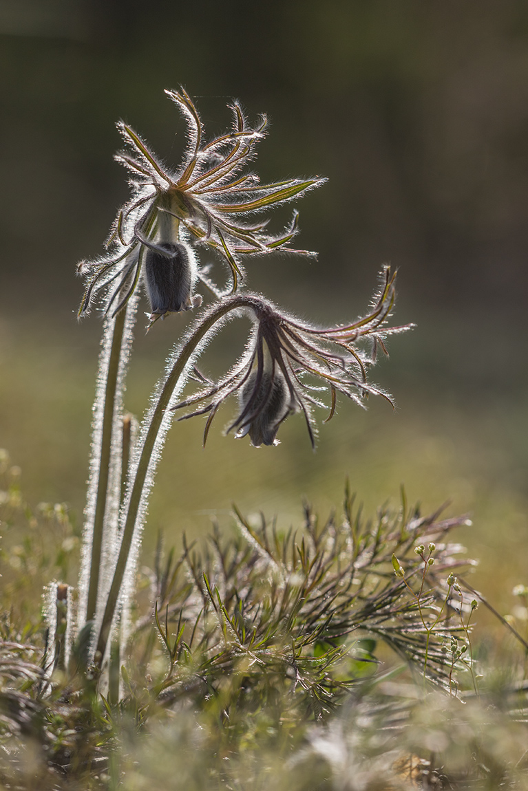 Изображение особи Pulsatilla pratensis.