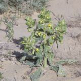 Eremostachys tuberosa
