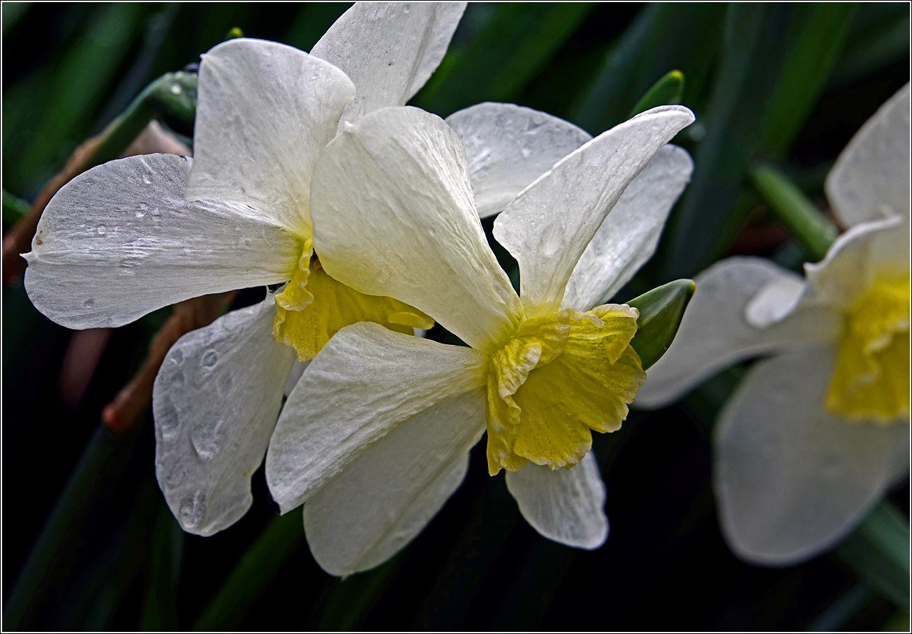 Image of Narcissus × incomparabilis specimen.