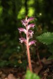 Orobanche pubescens. Цветущее растение (паразитирует на Physocaulis nodosus). Крым, Севастополь, Байдарская дол., опушка лиственного леса, среди кустарников. 29 мая 2025 г.