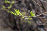 genus Salix
